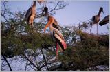 Painted Stork Colony, Keodaleo Ghana