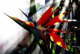 Strelitzia in shower