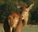 October 31 2004: Deer