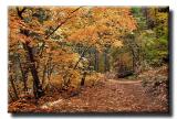 Color on the West Fork Trail