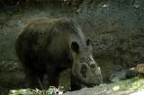 Rhino