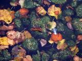 October 25 2003: Fallen & Floating