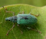 Polydrusus impressifrons ?