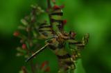 Halloween Pennant 03.jpg