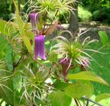 Clematis (Leatherflower)