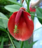 Coral Bean