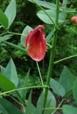 Coral Bean