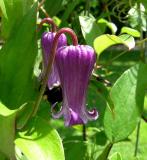 Clematis (Leatherflower)