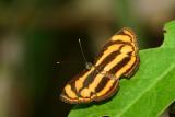 Burmese Lascar