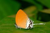 Banded Imperial