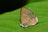 Poritia philota, Female