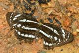 Neptis leucoporos cresina