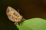 Logania marmorata damis(?) (Record Shot)