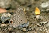 Anthene lycaenina miya
