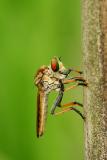 Robberfly