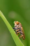 Robberfly