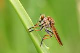 Robberfly