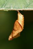 Pupa of Common Sailor