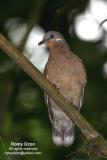 White-eared Brown-dove
(a Philippine endemic)
Scientific name - Phapitreron leucotis
Habitat - Common in a wide range, from second growth to montane forest to 1600 m.