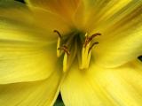 Yellow lily