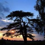 Cedar silhouette, Martock (1601)