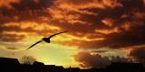 Flying off to the sun