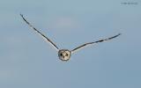 Plum Island, Parker River National Wildlife Refuge Short Eared Owl ~ Wings Up Over Dune