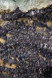 Bats