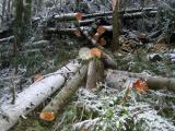 More sawed trees