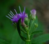 Blazing Star