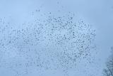 Jackdaws coming together for the night