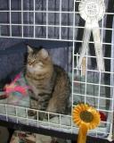 Essi's result - Ex1, Best in Variety and nominated for Best in Show