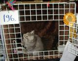 Nedi (Viki) lives with his new mom Jenny Niemelä in Turku, but came to the show.