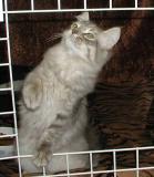 Hmm-... how could I get rid of this cage here??