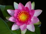 Waterlilly.jpg