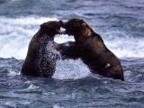 Alaska 1992 McNeil River Bear Sanctuary