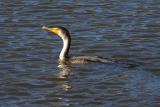 Double-Crested Cormorant