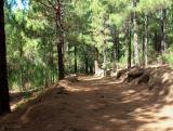 A carpet of Pine needles.
