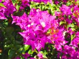 Bouganvilla, Yeehaw Junction, Florida