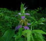 Beebalm, Spotted