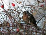 In my hedge