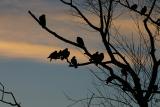 Sleeping doves