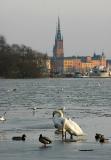 Swans on ice