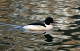 Great merganser (Storskrake)