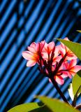 Frangipani with palm background