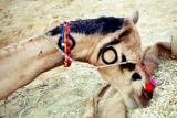 camel-breakfast.jpg
