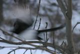 Magpie lifting