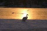 The golden swan