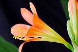 Clivia 6.jpg