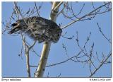 Chouette lapone / Great Gray Owl